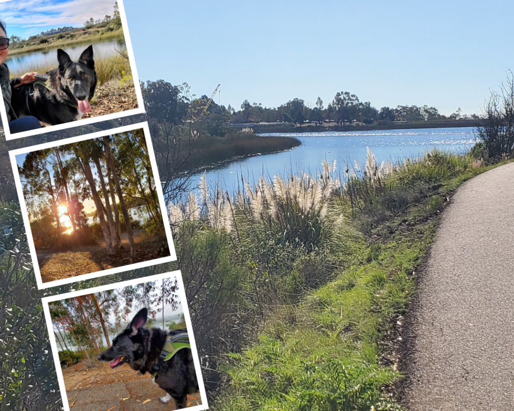 Lake Miramar collage